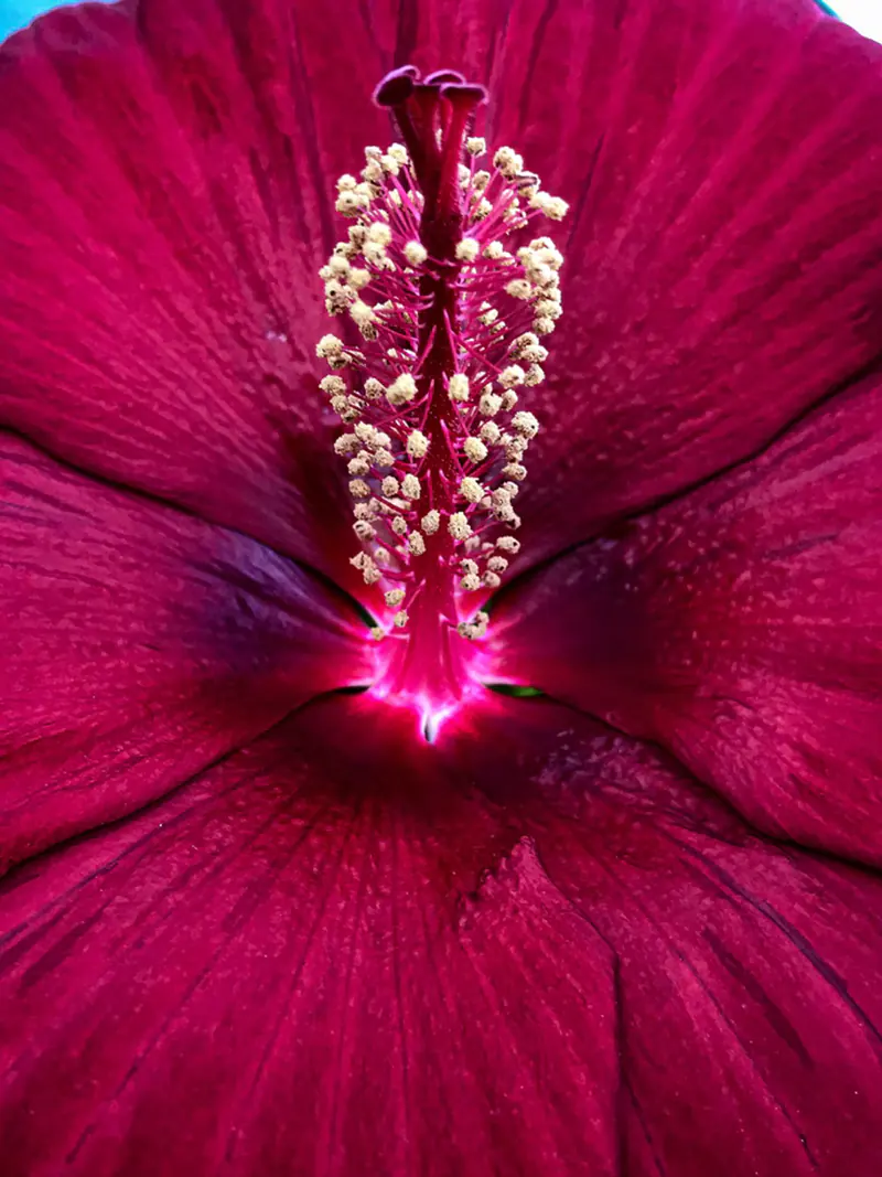 How to Keep Hibiscus in Bloom