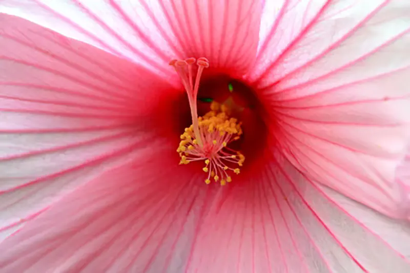 How to Keep Hibiscus in Bloom