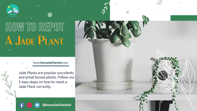 How to Repot a Jade Plant