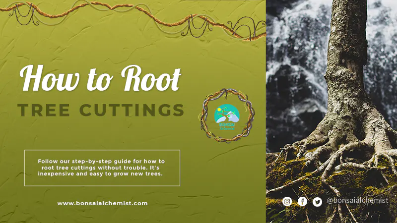 How to Root Tree Cuttings