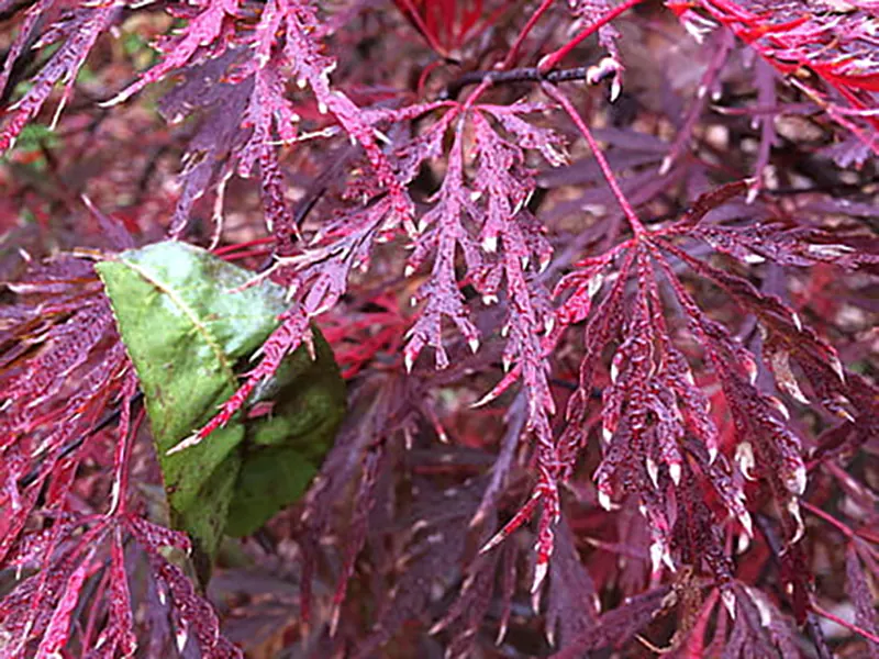 Inaba-shidare Japanese Maple