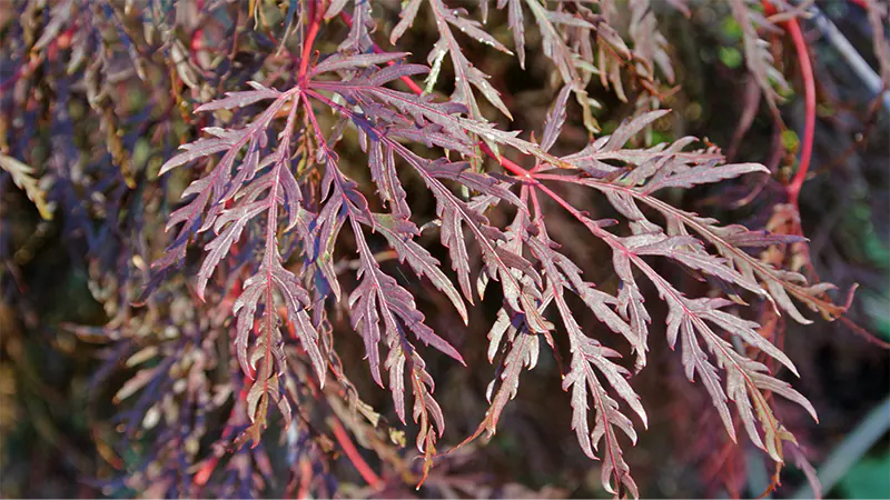 Inaba-shidare Japanese Maple