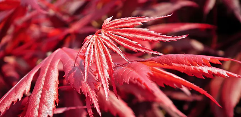 Inaba-shidare Japanese Maple