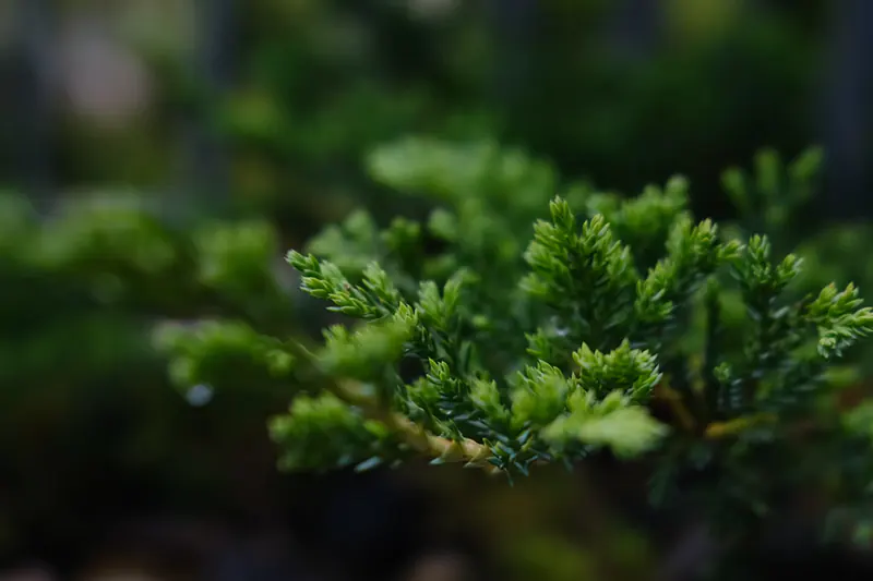 Japanese Juniper