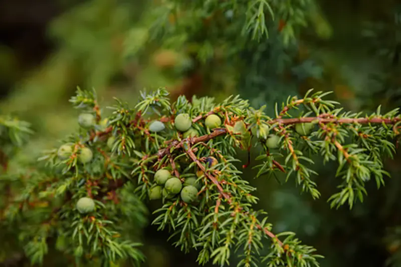 Japanese Juniper