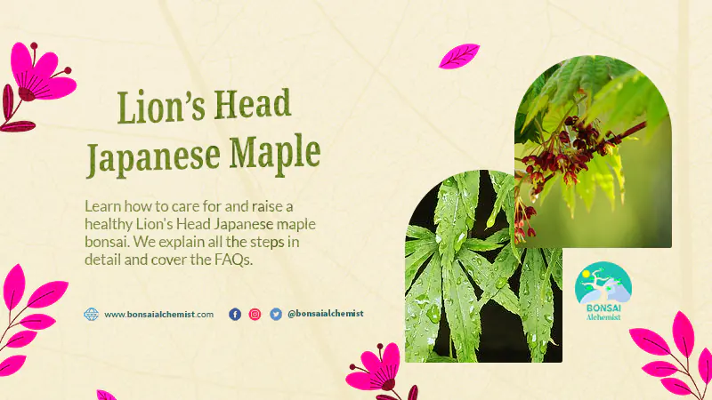 Lion’s Head Japanese Maple