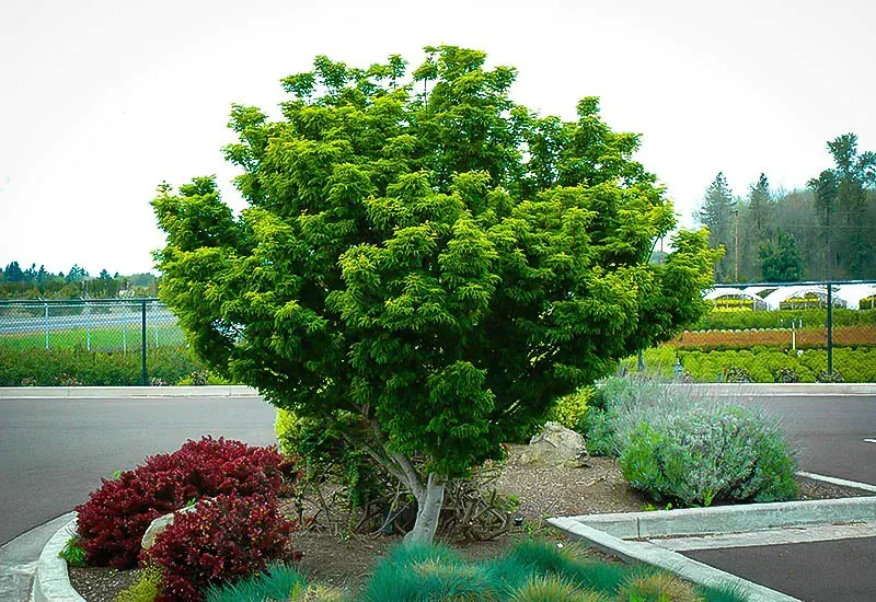 Lion’s Head Japanese Maple