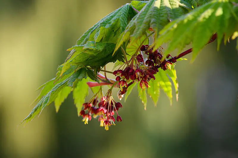 Lion’s Head Japanese Maple