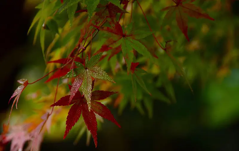 Lion’s Head Japanese Maple