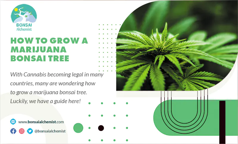 Marijuana Bonsai Tree