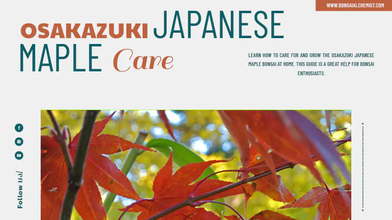 Osakazuki Japanese Maple Bonsai Tree Care Sheet