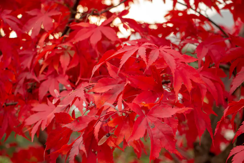 Osakazuki Japanese Maple Bonsai Tree Care Sheet