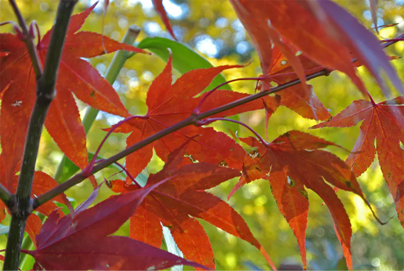 Osakazuki Japanese Maple Bonsai Tree Care Sheet