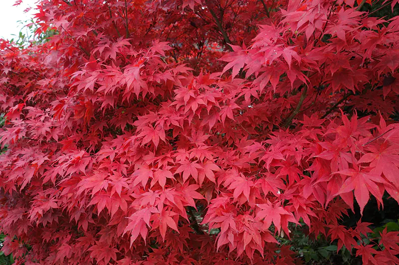 Osakazuki Japanese Maple Bonsai Tree Care Sheet