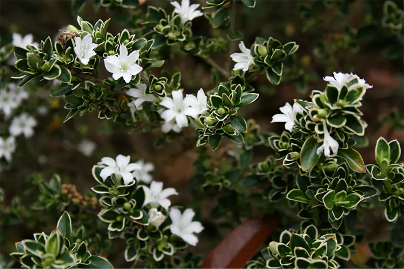 Pruning a Snow Rose Bonsai