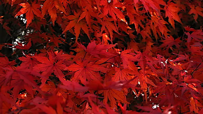 Red Dragon Japanese Maple