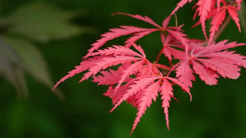 Red Dragon Japanese Maple