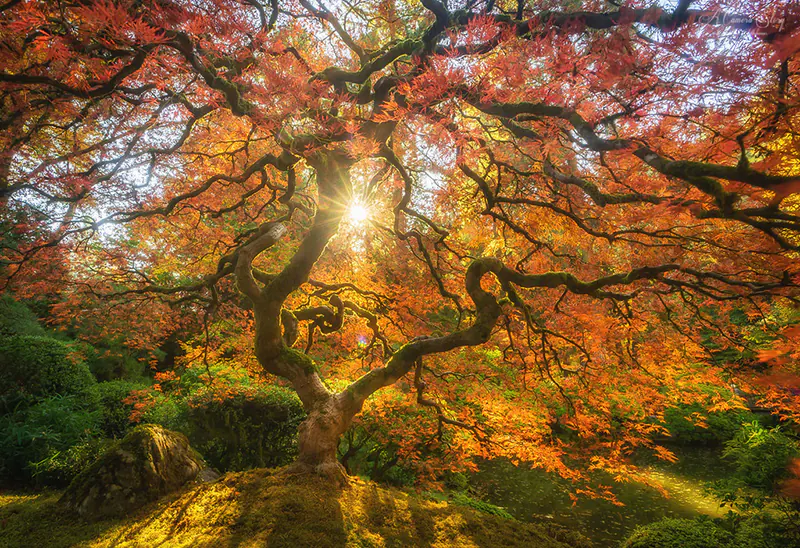 Red Dragon Japanese Maple