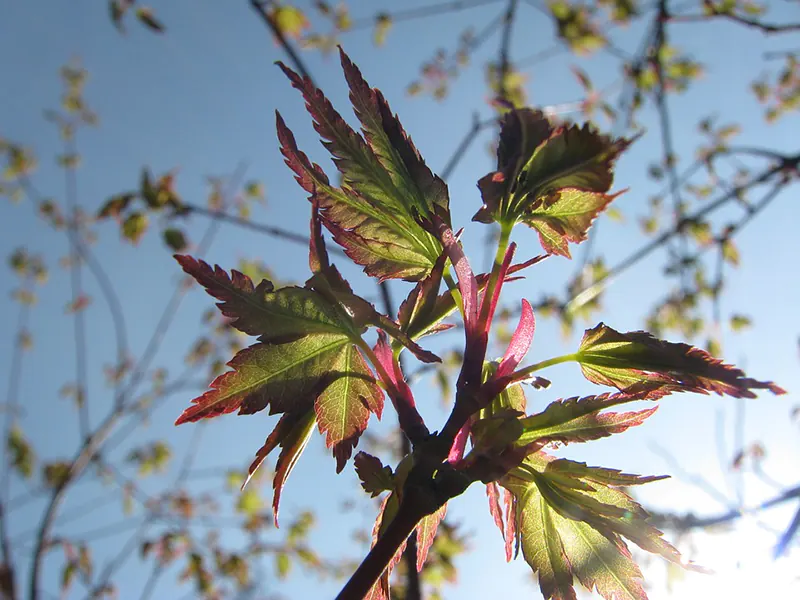 Reviving a Dying Japanese Maple