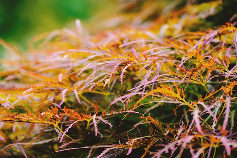 Reviving a Dying Japanese Maple