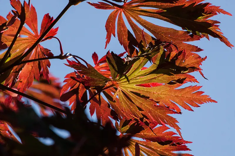 Reviving a Dying Japanese Maple