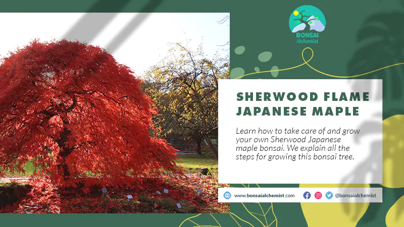Sherwood Flame Japanese Maple