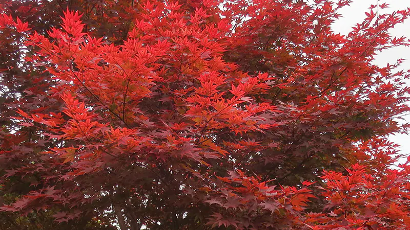 Sherwood Flame Japanese Maple