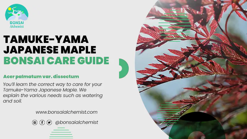 Tamuke-yama Japanese Maple