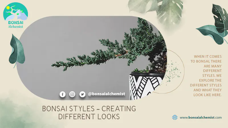 The Different Bonsai Styles And What They Look Like
