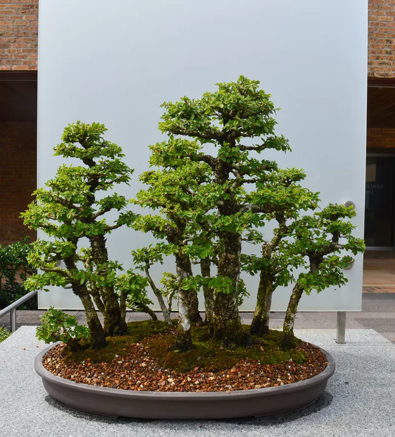 The Different Bonsai Styles And What They Look Like