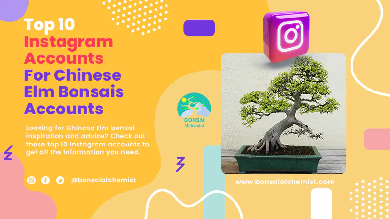 Top 10 Instagram Accounts Chinese Elm Bonsais