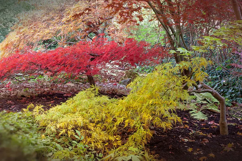 Types of Japanese Maple Trees