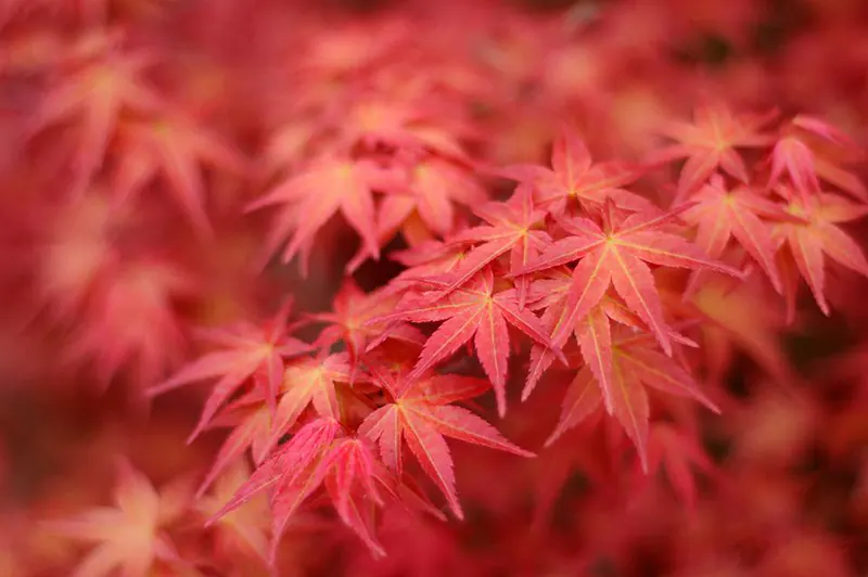 Types of Japanese Maple Trees