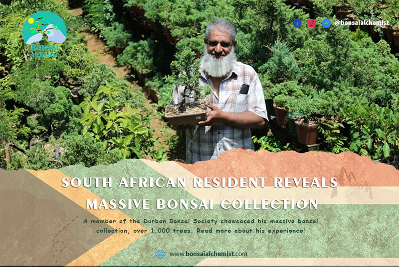South African Resident Reveals Massive Bonsai Collection