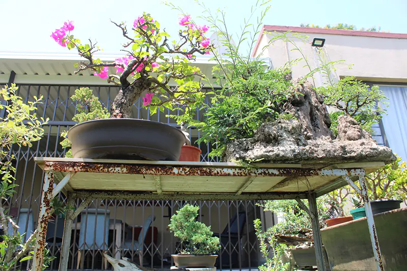 farouk patel bonsai collection