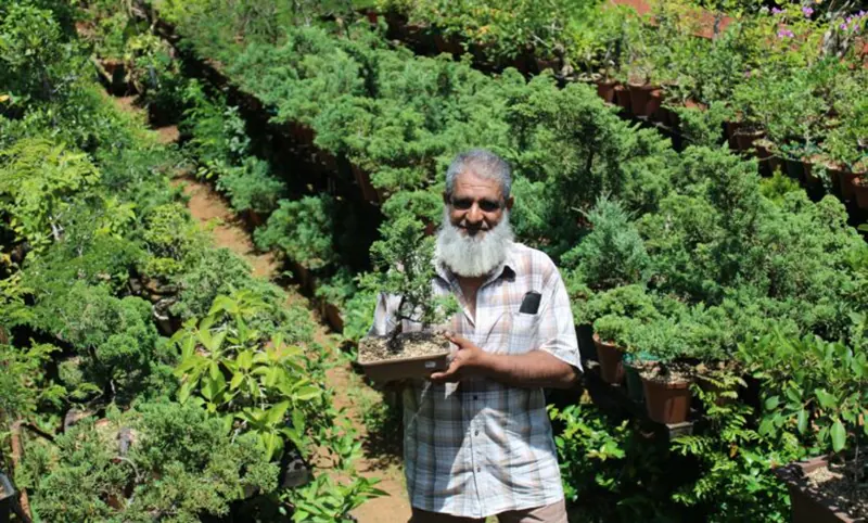 farouk patel bonsai collection