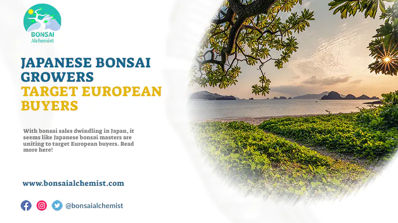 japanese european bonsai market