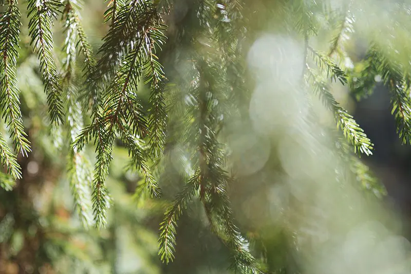 Alberta Spruce