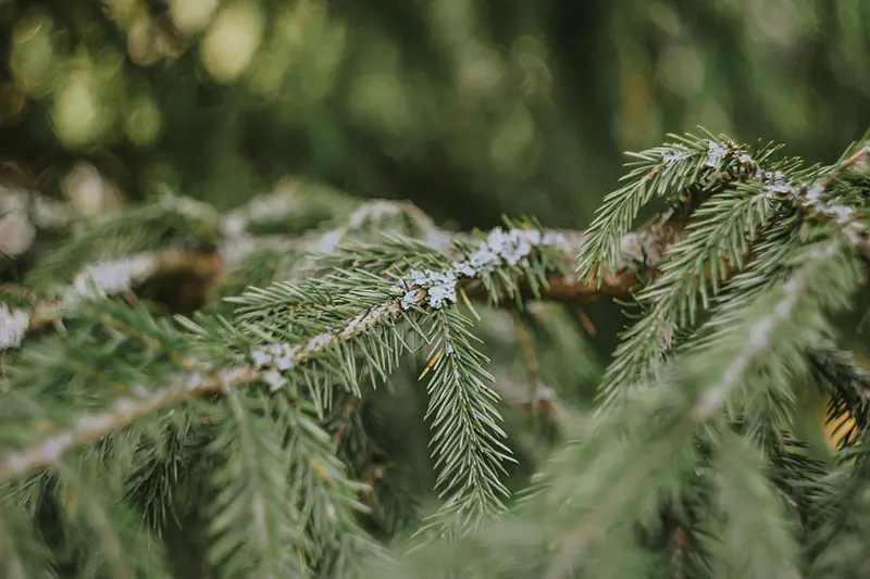 Alberta Spruce