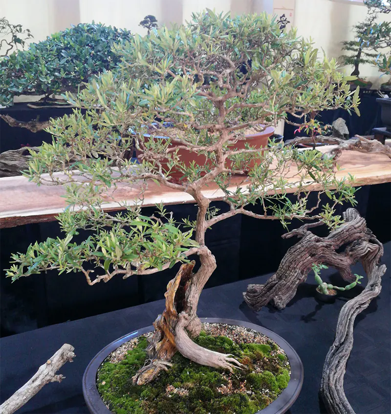 Creating Beautiful Deadwood Called Jin in Bonsai