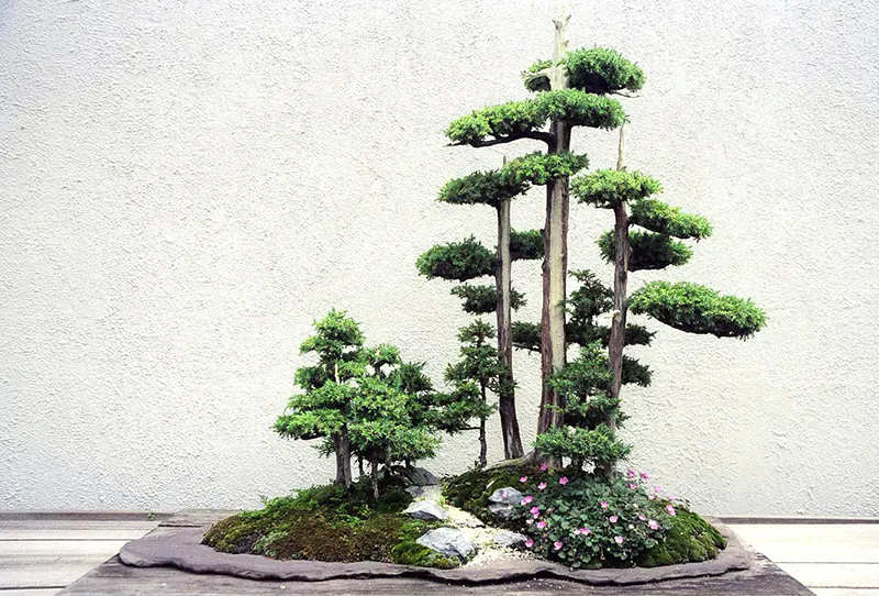 Creating Beautiful Deadwood Called Jin in Bonsai