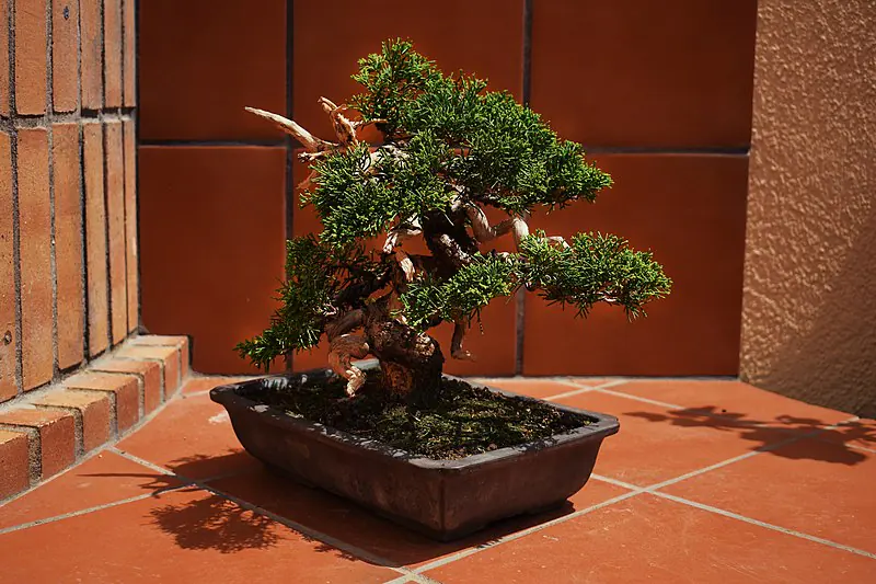 Creating Beautiful Deadwood Called Jin in Bonsai