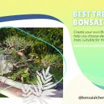 Best Trees for a Bonsai Forest
