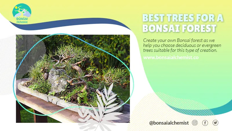 Deciduous and Evergreen Trees for a Bonsai Forest