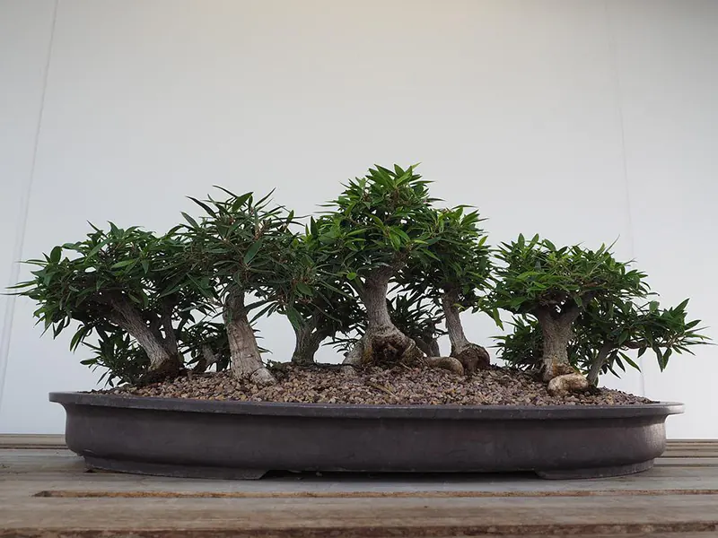 Deciduous and Evergreen Trees for a Bonsai Forest