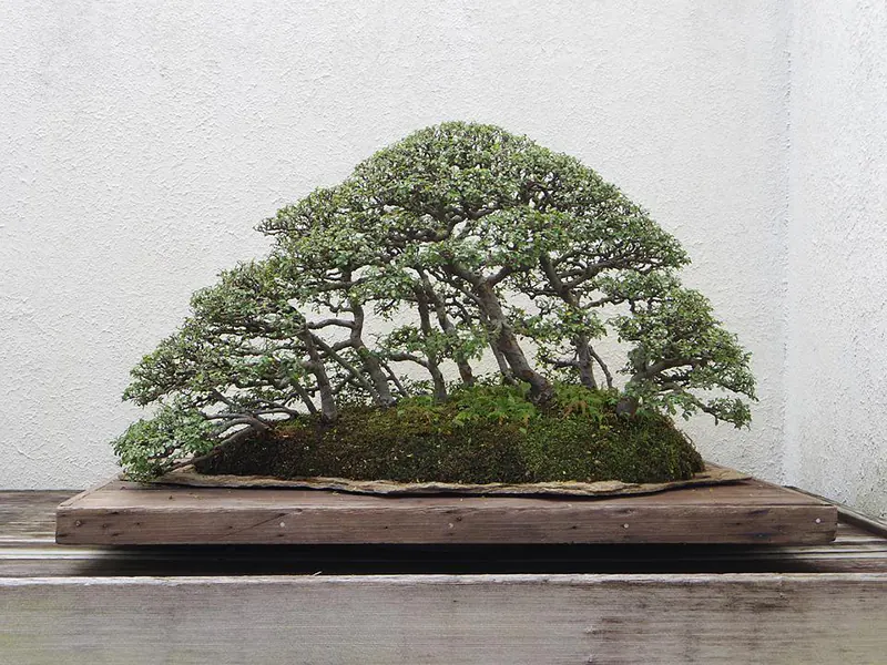 Deciduous and Evergreen Trees for a Bonsai Forest