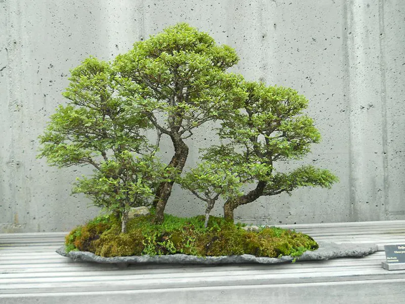 Deciduous and Evergreen Trees for a Bonsai Forest