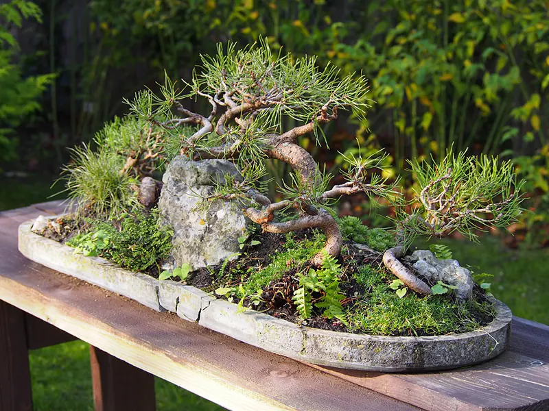 Deciduous and Evergreen Trees for a Bonsai Forest