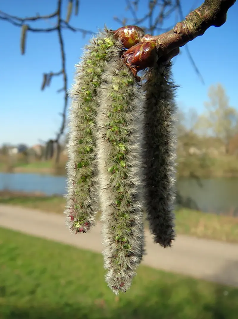 Fast-Growing Bonsais