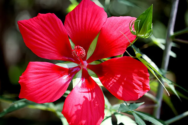 How Do I Keep My Hibiscus Small